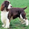 EnglishSpringerSpaniel0