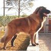 Estrela0
