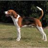 Foxhound0