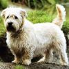 GlenofImaalTerrier0