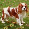 King Charles Spaniel0