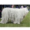 Komondor0