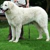 Kuvasz0