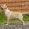 Labrador0