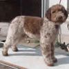 LagottoRomagnolo0