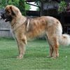 Leonberger0