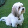 LhasaApso0