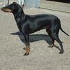 ManchesterTerrier0