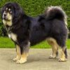 MastiffTibetan0