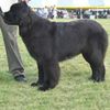 Newfoundland0