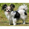 Papillon0