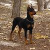 Pinscher Pitic0
