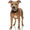 PitBullTerrier0