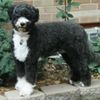 PortugueseWaterDog0