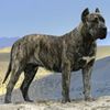 PresaCanario0