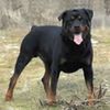 Rottweiler0