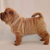 Shar Pei0