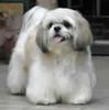 Shih Tzu0