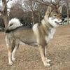 Shikoku0