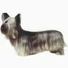 SkyeTerrier0
