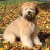 SoftCoatedWheatenTerrier0