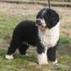 SpanishWaterDog0