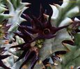 Stapelia Mammillaris