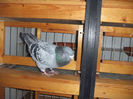 DSCF6363