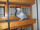 DSCF6367