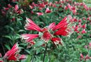 Alstroemeria_psittacina