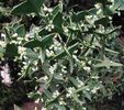 Colletia_paradoxa_cruciata