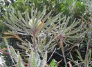 Banksia_speciosa