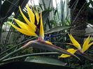 Strelitzia_reginae_galbena