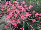 Brunsvigia_grandiflora