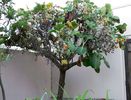 Dendroseris_litoralis