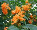Cestrum_aurantiacum