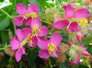 Osbeckia_crinita