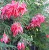 Clianthus_puniceus