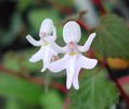 Impatiens_bequaertii