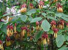 Deppea_splendens