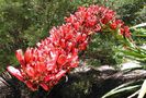 Doryanthes_palmeri