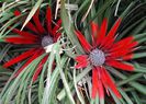 Fascicularia_bicolor