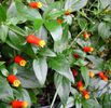 firecracker vine