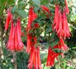 Fuchsia_dependens