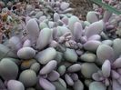 Graptopetalum_amethystinum