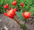 Haemanthus_coccineus