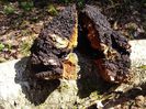 chaga Inonotus obliquus