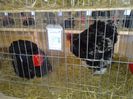 exxpo 2014 070