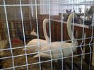 exxpo 2014 075