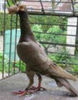 17523354_BQPUVBANQ
